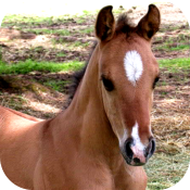 My Baby Horse
